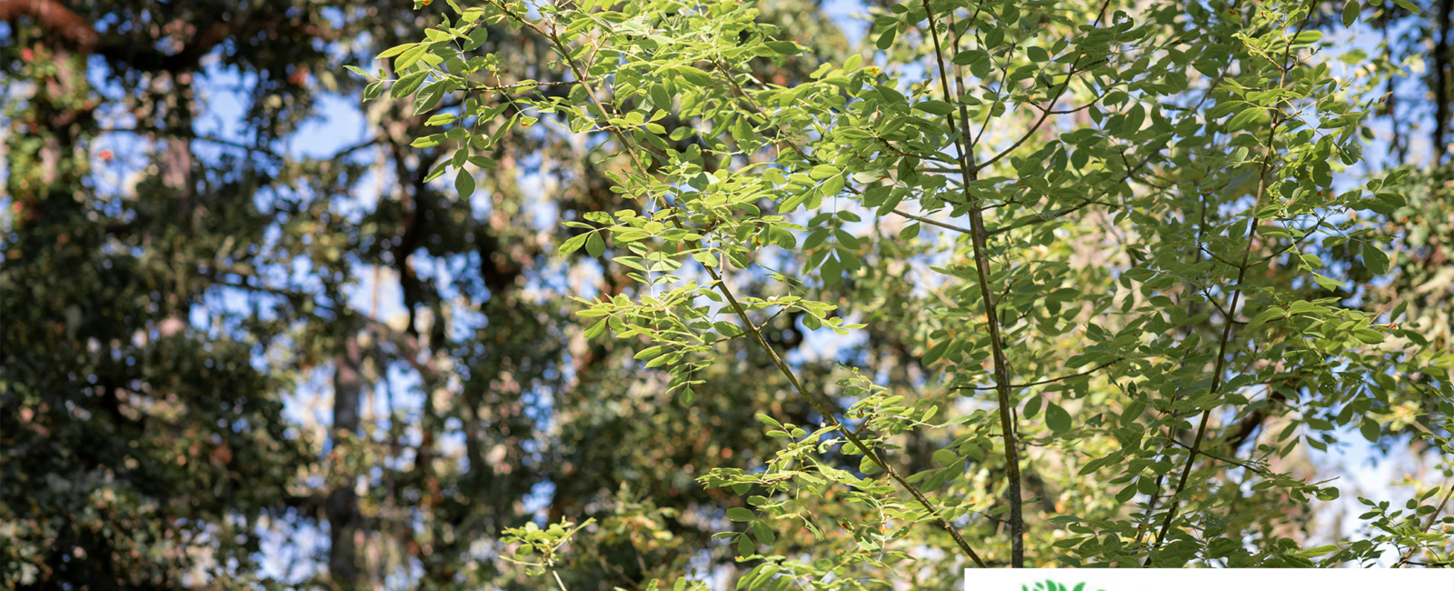 Drury Tree Service