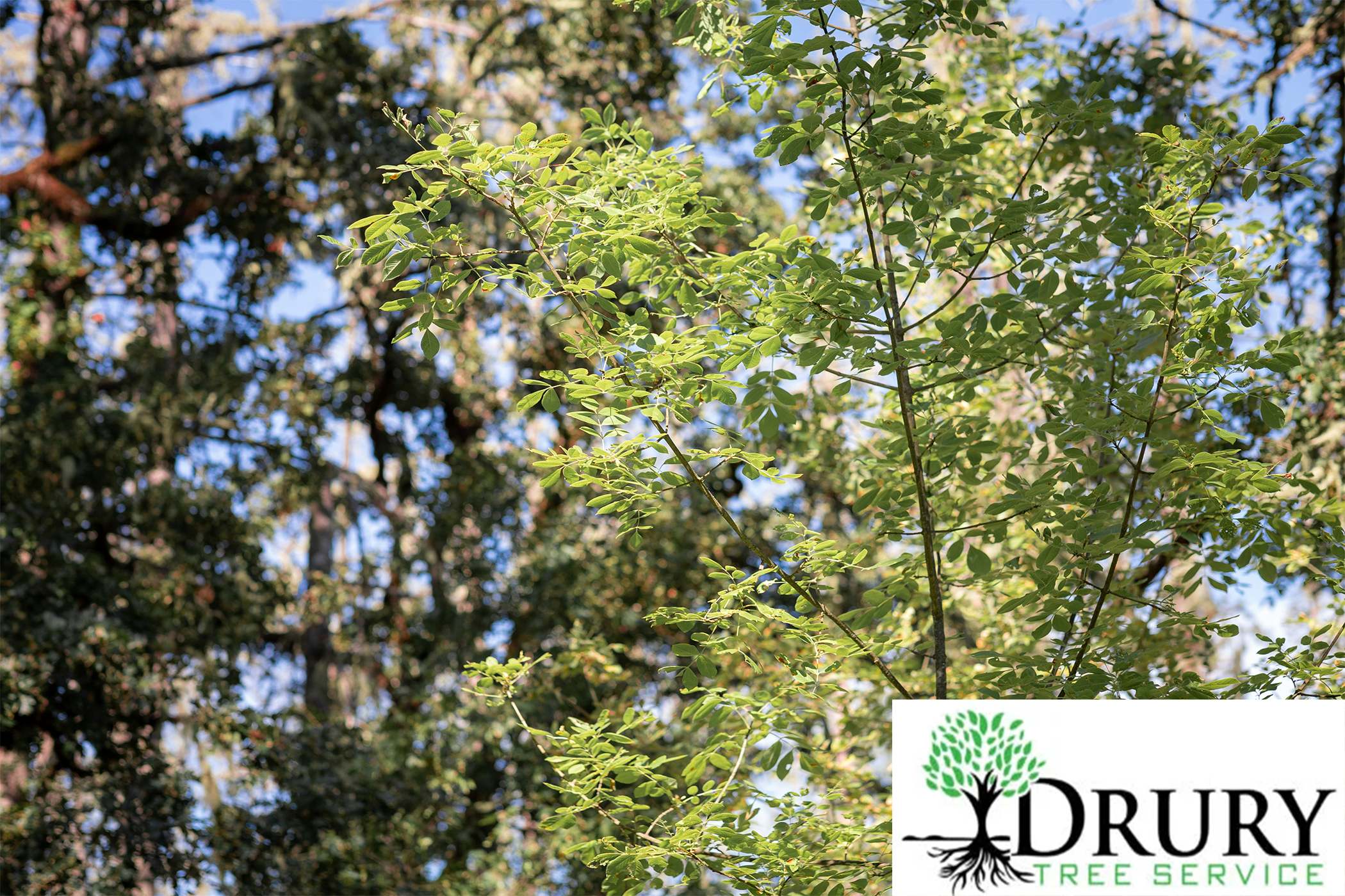 Drury Tree Service